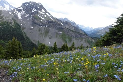 more beautiful flora