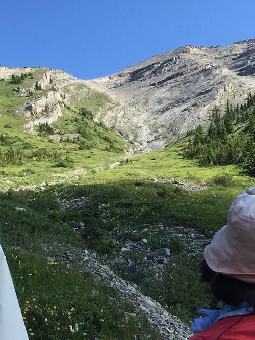 Grizzly crossing meadow below South Kidd (photo {1288 b pi})