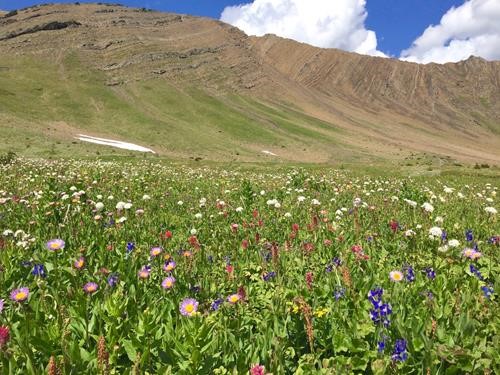 Lush alpine meadows looking towards the head of Paradise Valley towards Grizzly Ridge