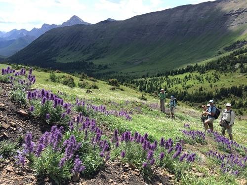 Ramblers admiring a lush grouping of scorpion weed with Grizzly Ridge in the background