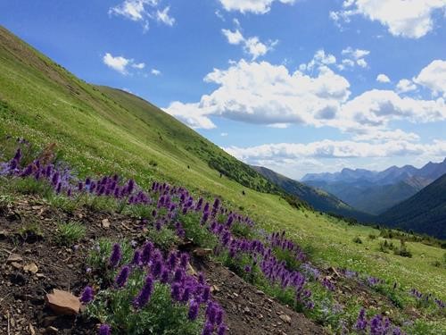 Leaving the Scorpion weed grouping and heading up the flowery (and steep) slope to Highwood Ridge