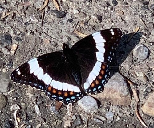 White admiral (<i>Limenitis arthemis</i>)