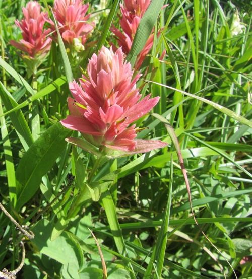 Indian paintbrush