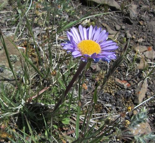 Parry's Townsendia (<i>Townsendia parryi</i>)