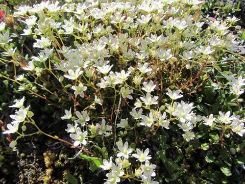 Spotted saxifrage (<i>Saxifraga bronchialis</i>)