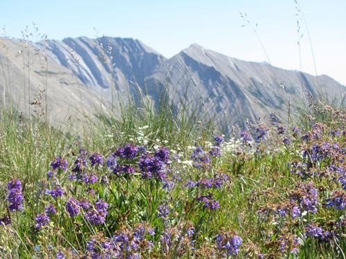Blue beardtongue (<i>Penstemon albertinus</i>)