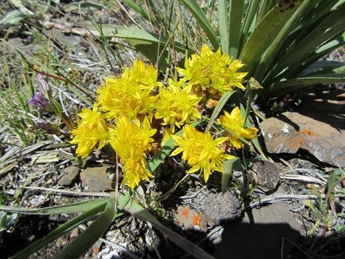 Common Stonecrop (<i>Sedum lanceolatum</i>)