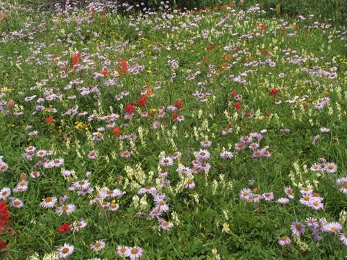 David Thompson Country - Wildflower Paradise