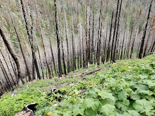 "Group of Seven" style image of Waterton fire after 2 years