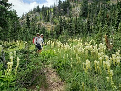 Enjoying mid-August bear grass in Bertha Lake meadows