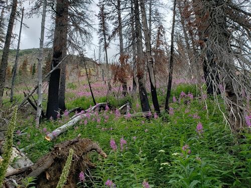 Masses of fireweed on the slopes above Bertha Lake