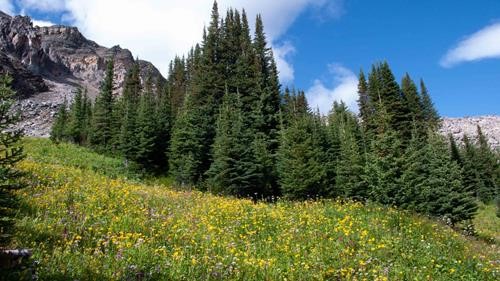 Alpine Meadows in bloom: Arnica, Bergamot, Asters & Valerian. Alpine Meadows in bloom: Arnica, Bergamot, Asters & Valerian.
