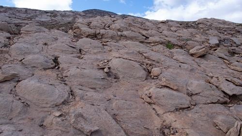 Stromatolites Cyanobacteria Fossil Colonies 510mln years on the E-face of Helen Lk Ridge, Mid-Cambrian Pika Formation Stromatolites Cyanobacteria Fossil Colonies 510mln years on the E-face of Helen Lk Ridge, Mid-Cambrian Pika Formation