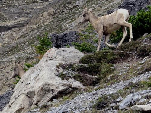 Sheep at Cory Pass