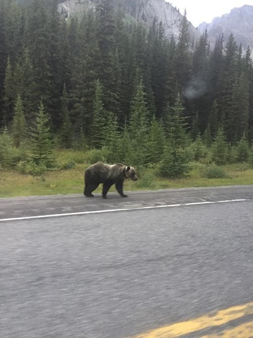 Grizzly 1 of 3 approaching Elbow Pass trailhead (photo BP)