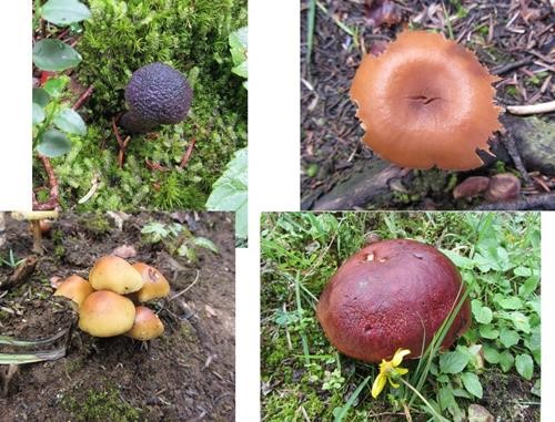 Fungi-o-rama near Yoho Lake