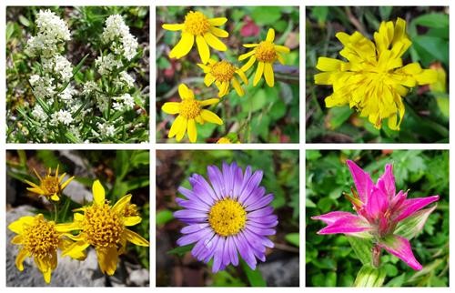 There were lots of pretty flowers still left