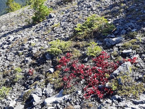 Fall reds decorating the landscape