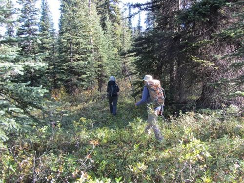 Bushwalk on lower reaches of Cirque Peak West