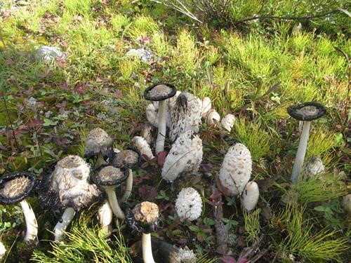 Mushrooms for all tastes