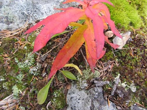 Autumn's coming. Ground cover is turning red.