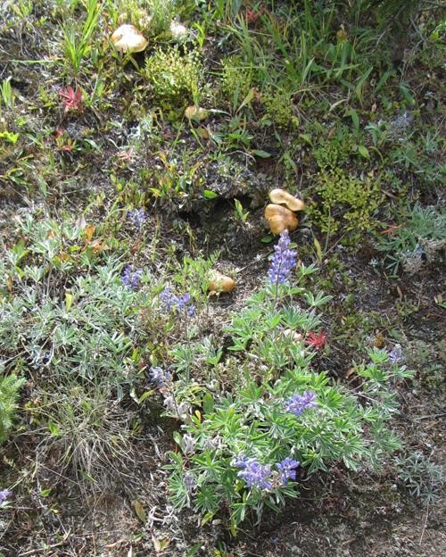 Lupins and mushrooms in the Bull Creek Hills