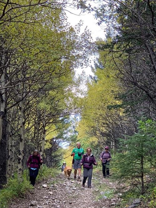 {944 Shir Sem}, {1966 Steve Riggs} (and Piper), {1314 Barb Brunton} & {444 Nancy Earle} descend through the aspens in Pack Trail Coulee