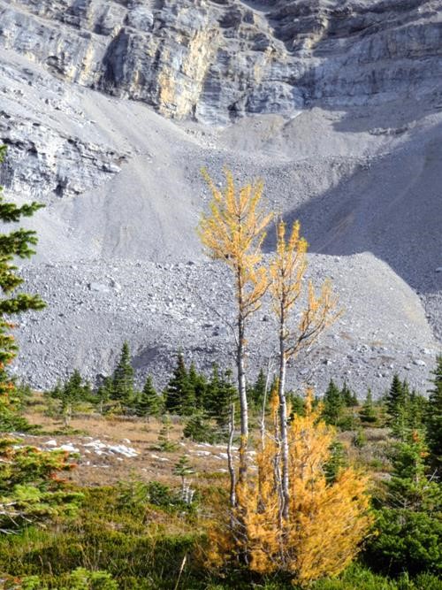 This lonely solitary larch made it a larch hike!