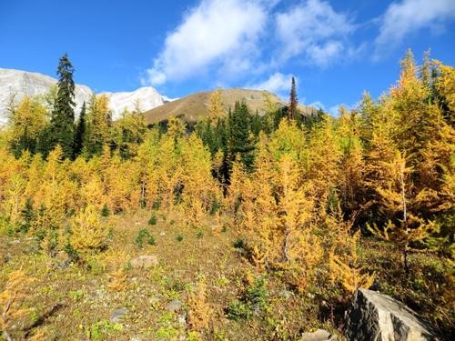 The Larches await 