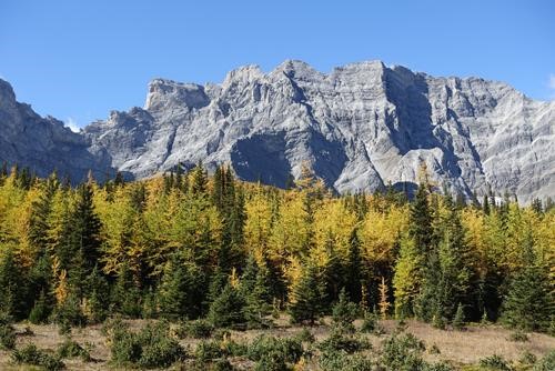 Larches near Tombstone Pass