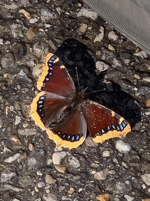 October mourning cloak butterfly 