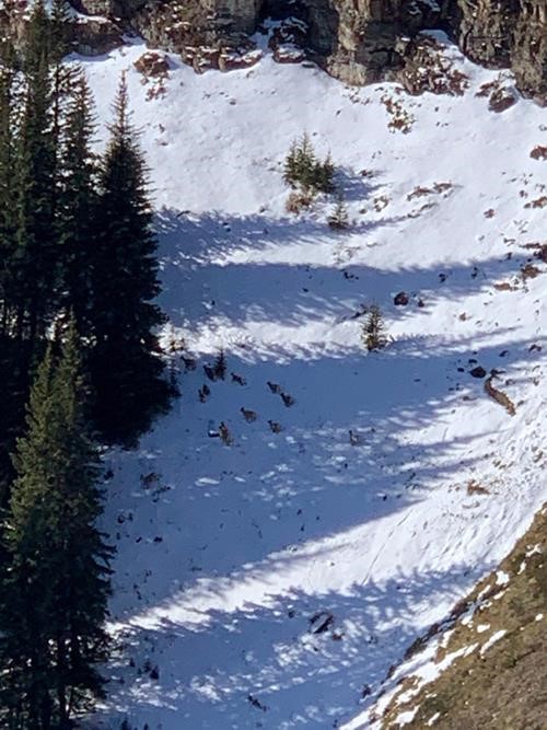 Sheep on the slopes of Wind Ridge (about 2km from photographer)
