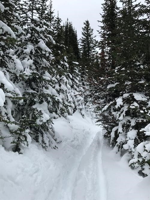 Snowy trail.
