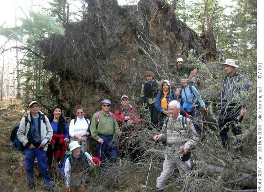 giant section of uprooted trees