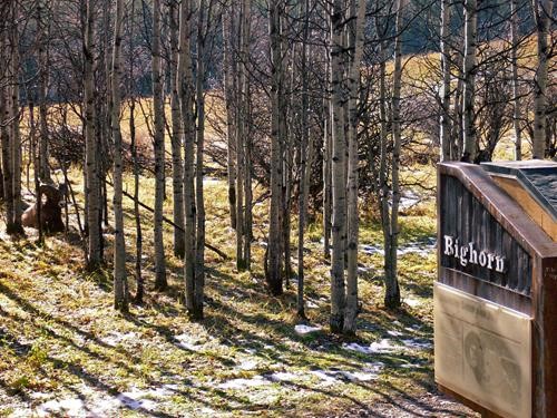A Bighorn sheep - not lost - at the Bighorn day use area.