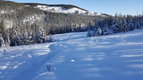 Snowy Owl Trail