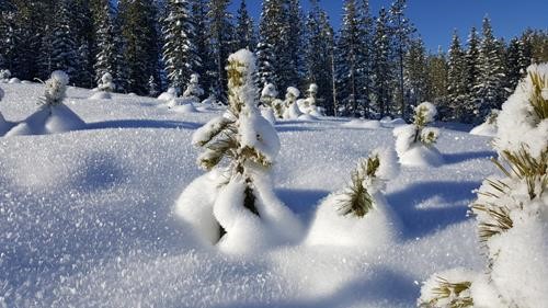 Snow Sculpture
