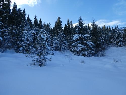 Loggers Trail