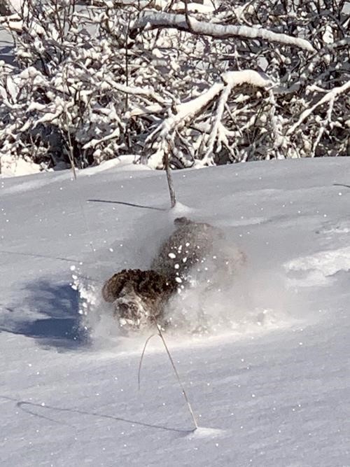 Spektor enjoying the powdery snow