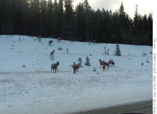 Herd of elk
