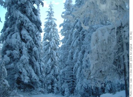Sherbrooke Lake Trail