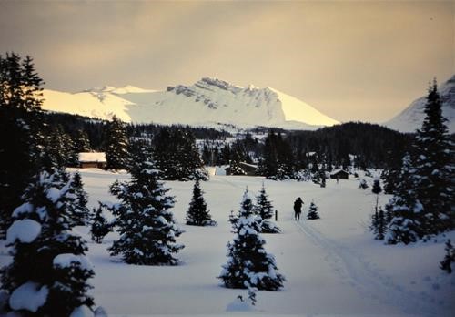 Magog Meadows in Assiniboine Provincial Park, BC