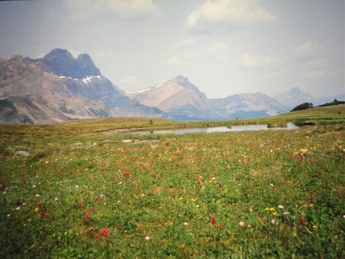 Clearwater Pass Meadows Clearwater Pass Meadows