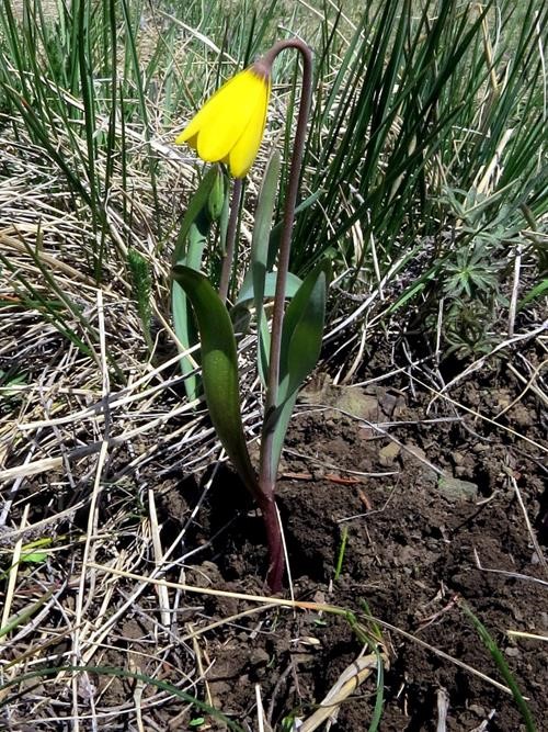 Yellow Fritillary (Fritillaria pudica)