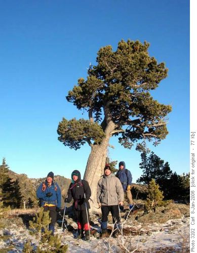 At the Boundary Pine