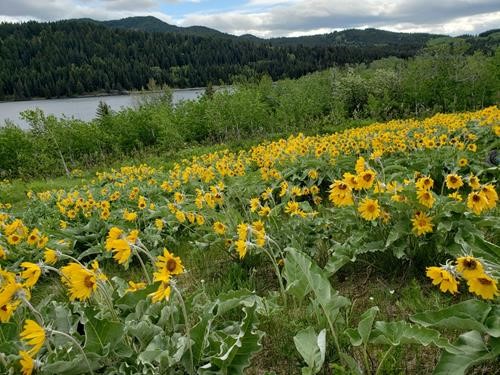 Arrow Leaf Balsam Root
