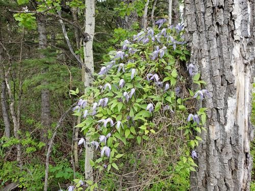 Clematis