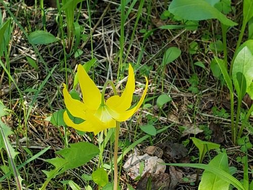 Glacier lily