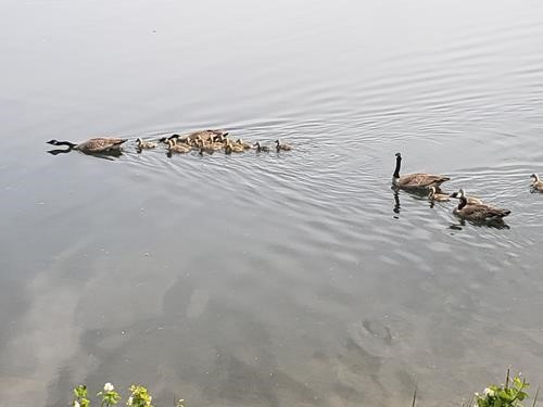 And how about a few geese for a change?