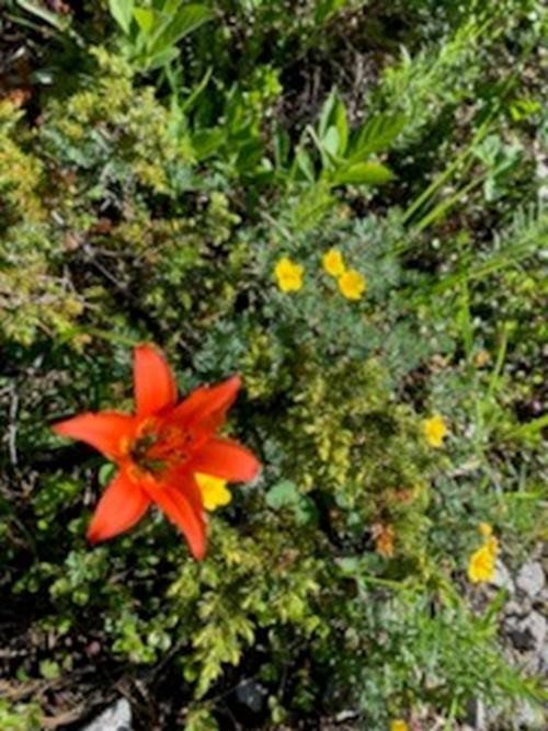 Wood Lilly and Cinqufoil